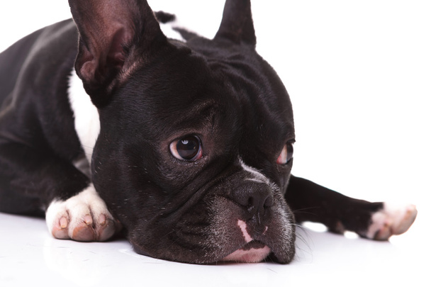 closeup of a sad french bulldog puppy dog - Foto, afbeelding