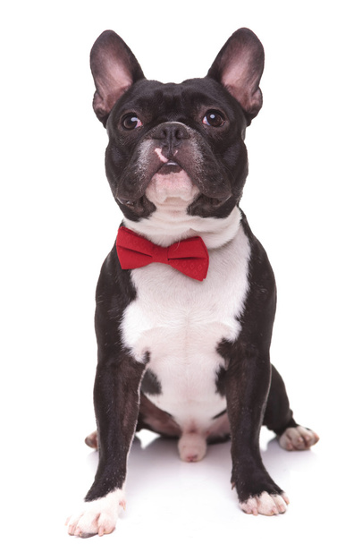 little french bulldog puppy dog with bow tie looking up - Photo, Image