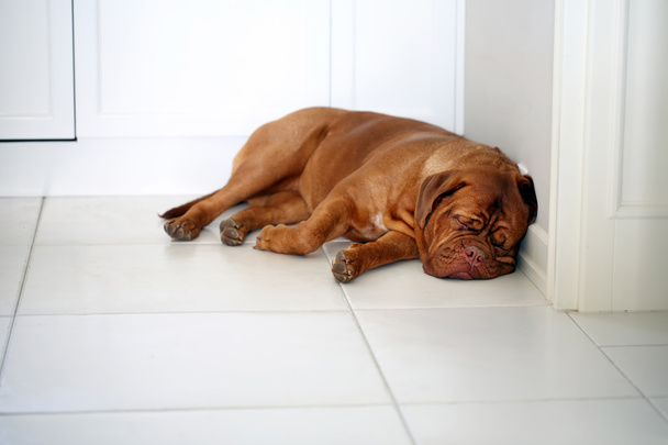 Cute lazy dog of Dogue De Bordeaux French Mastiff sleeping on th - Foto, immagini
