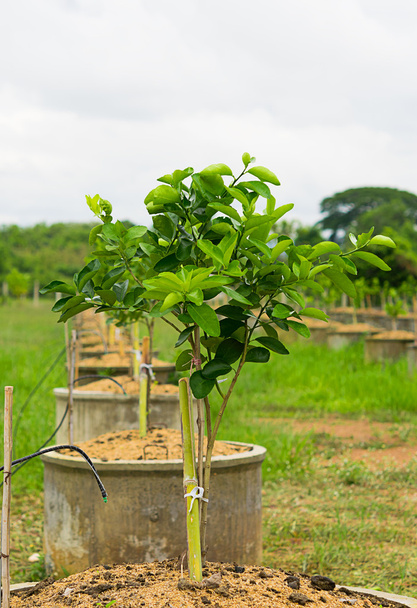 Citrom fák Plantation.Growing citrom - Fotó, kép