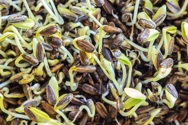 tohumlardan büyüyen genç ayçiçeği lahanası kapatın - Fotoğraf, Görsel
