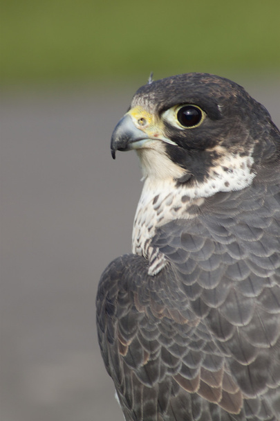 Falcon's eye - Photo, Image