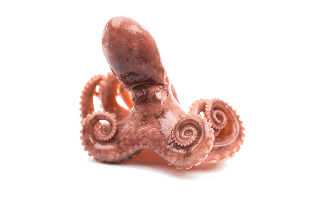 Octopus sea raw - Photo, Image