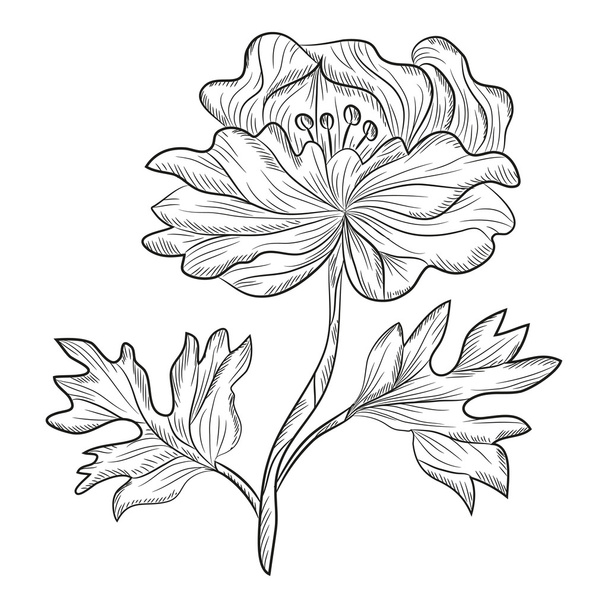 floral decoration - Vektor, kép