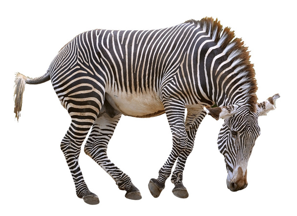 Изолированная зебра
 - Фото, изображение