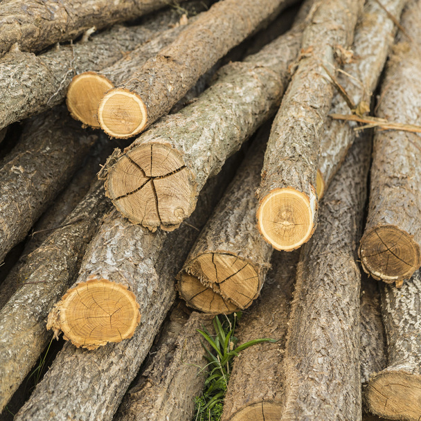 Muchos troncos de madera dispuestos sobre un fondo texturizado
 - Foto, Imagen