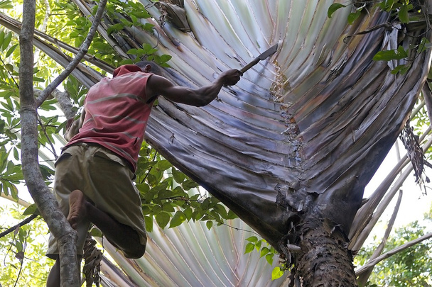 Utazási palm (Ravenala madagascariensis) - Fotó, kép