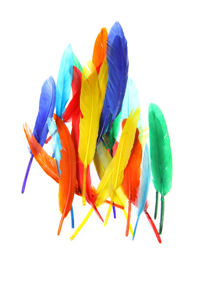 Colorful Feathers - 写真・画像