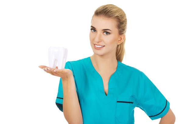 Young smile dentist holding a tooth model - Photo, image