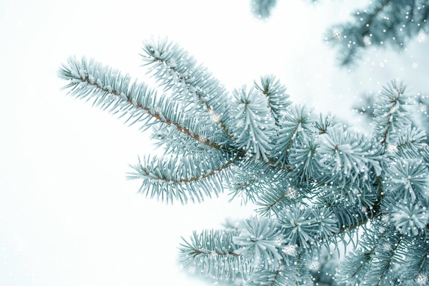 fir tree branch covered with hoarfrost - Foto, Imagem