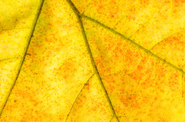 macro de hoja de otoño de oro
 - Foto, Imagen