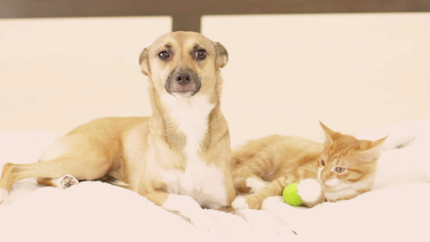 σκυλί και το γατάκι για τη θέσπιση σε ένα κρεβάτι - Πλάνα, βίντεο