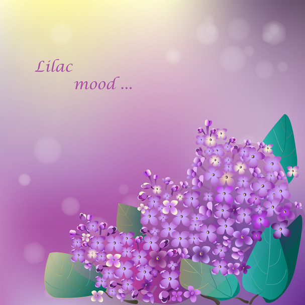 Lilac blooming flower - Vector, Image