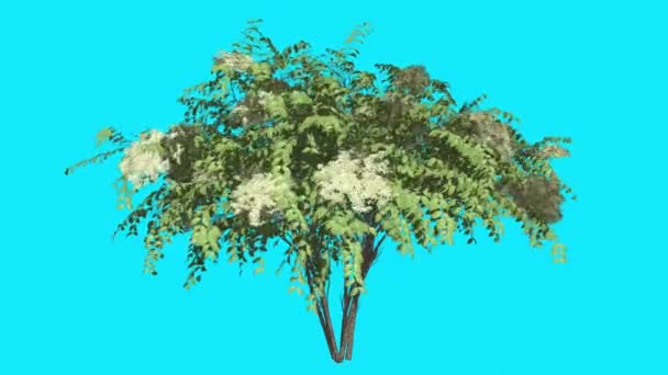Japonais Angelica Chromakey isolé arbre Bush Inflorescences blanches fleurs flottantes feuilles vertes Chroma Key Alfa canal Alfa écran bleu Animation
 - Séquence, vidéo