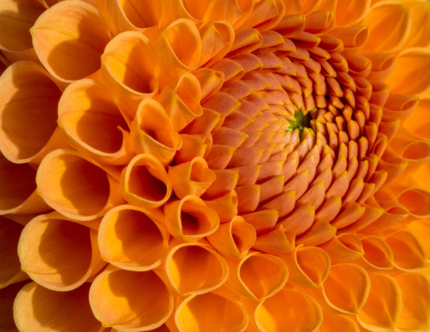 narancssárga dália virág - Fotó, kép