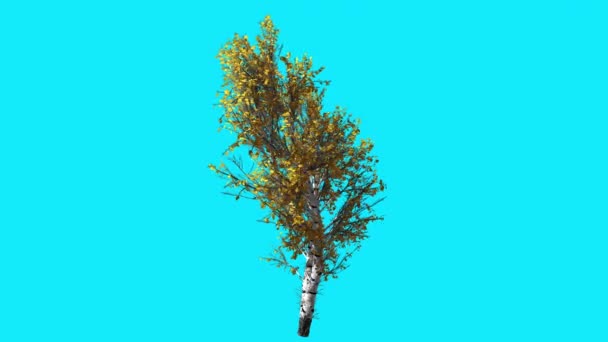 Bouleau blanc Chromakey isolé arbre blanc tronc flottant feuilles jaunes Chroma Key Alfa canal Alfa écran bleu automne animé généré par ordinateur
 - Séquence, vidéo