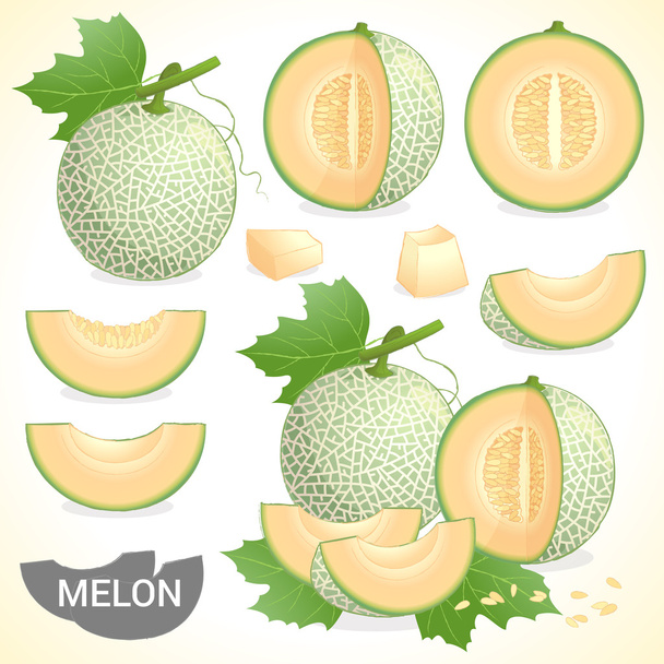 Conjunto de melón melón fruta en varios estilos de formato vectorial
 - Vector, imagen