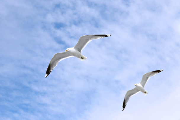 Due gabbiani bianchi mediterranei che volano
 - Foto, immagini