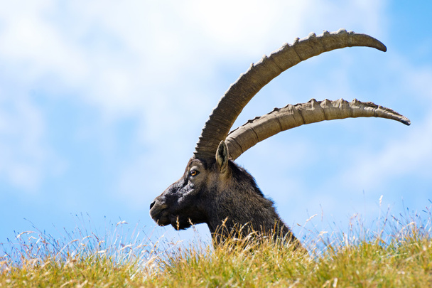 alpesi kőszáli kecske (capra ibex), a gran paradiso nemzeti park, Olaszország - Fotó, kép