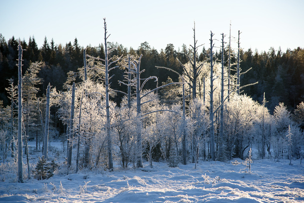 Морозы на старых деревьях
 - Фото, изображение
