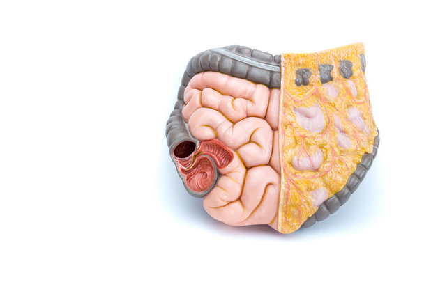 Modèle artificiel des intestins humains
 - Photo, image