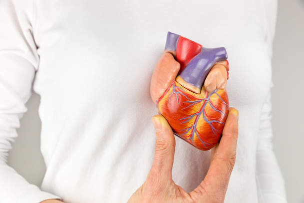 Female hand holding heart model in front of chest - Photo, Image