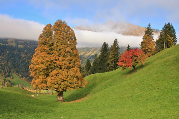 Escena de otoño cerca de Gstaad
 - Foto, Imagen