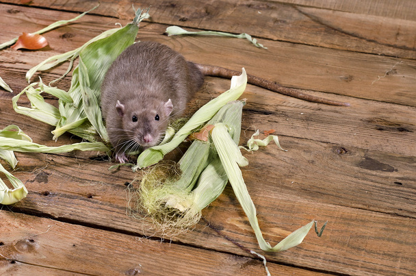 Rata y hojas de maíz
. - Foto, Imagen