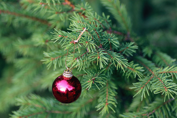 Χριστούγεννα παιχνίδι σε ένα δέντρο - Φωτογραφία, εικόνα