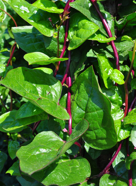 Malabar spinach (Basella alba) - Photo, Image