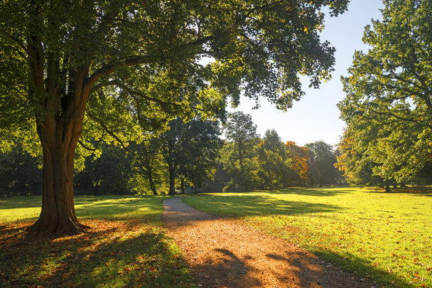 path through the autumnal park in golden light - Foto, Bild