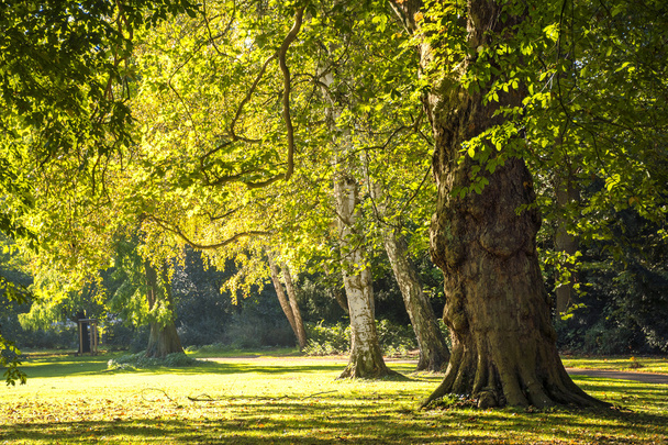 sonbaharın altın ışık parkında büyük yaşlı ağaçlar - Fotoğraf, Görsel