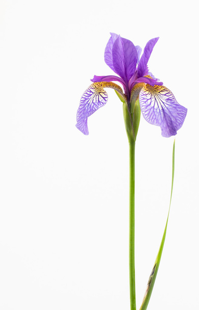 Vivid purple and orange iris flower - Photo, Image