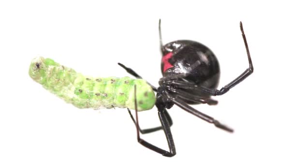 黒の未亡人女性食べる緑色の幼虫 - 映像、動画