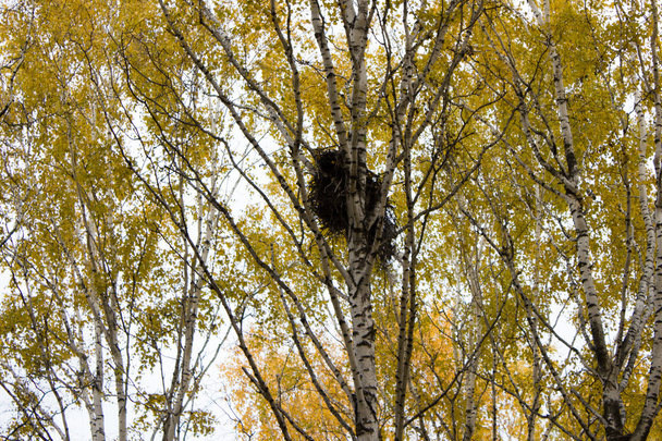 bir ağaç yuvada kargalar - Fotoğraf, Görsel
