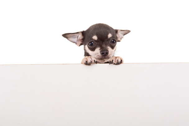 triste cucciolo di Chihuahua
 - Foto, immagini