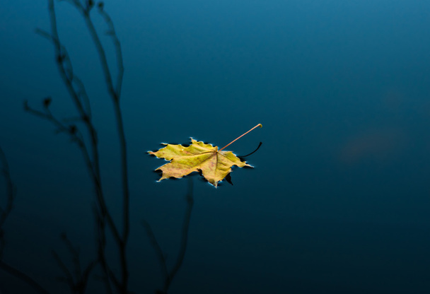 žlutá javorový list - Fotografie, Obrázek