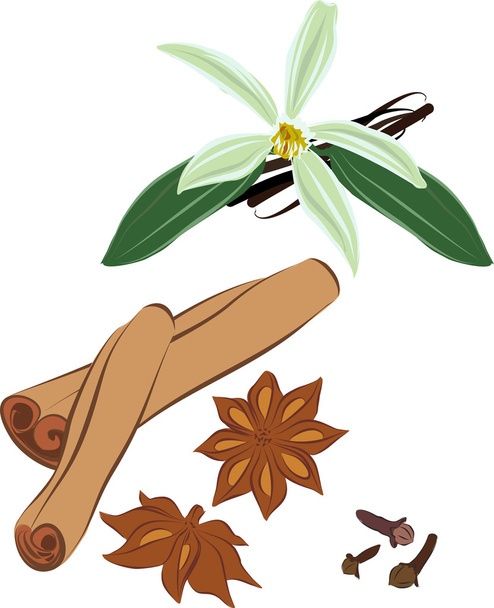 Set of images of the cinnamon, vanilla, cloves, anise. - Vector, Image