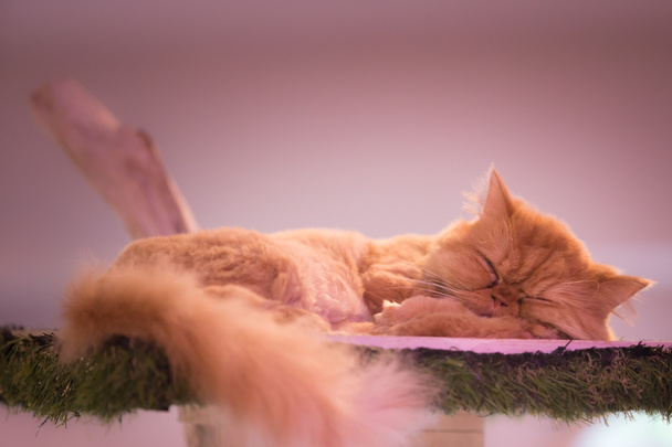 pacífica laranja vermelho tabby gato macho gatinho enrolado até dormir
. - Foto, Imagem