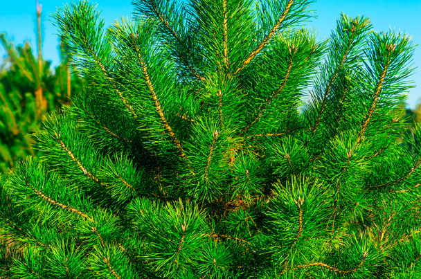 Groene jonge pine - Foto, afbeelding