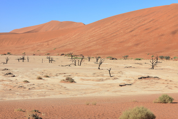 Пустыня Намиб с Дедлэй и Соссусвлей в Намибии
 - Фото, изображение