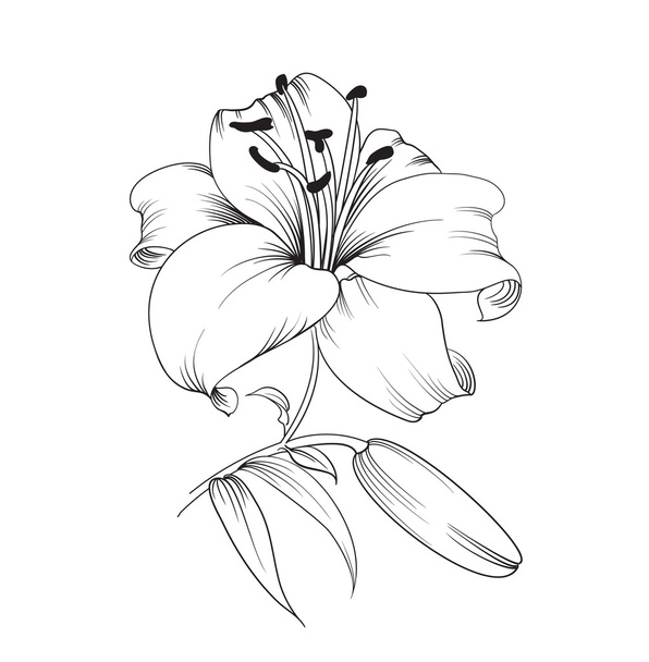 Blooming lily. - Vector, Image