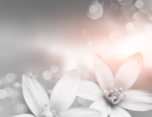 kvete bílými květy - Fotografie, Obrázek