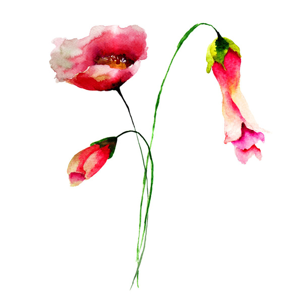 Spring flowers watercolor illustration - Photo, image