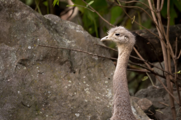 портрет Австралійський emu (dromaius novaehollandiae) - Фото, зображення