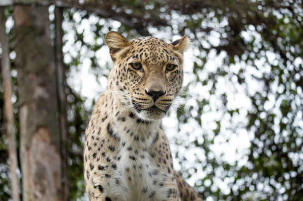 disparo en la cabeza de leopardo persa
 - Foto, Imagen