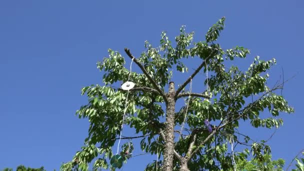 Tampo de cerejeira com discos brilhantes assustando pássaros no parque. 4K
 - Filmagem, Vídeo