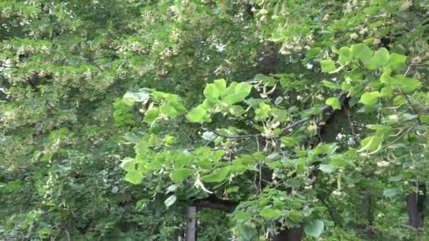Hársfa ág virágok virágzik mozog a szél dönthető fel. 4k - Felvétel, videó