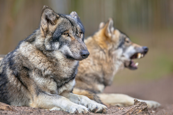 Two resting Grey Wolfs - Photo, Image