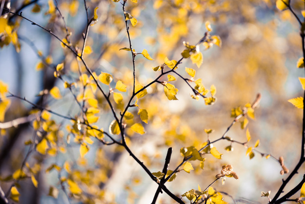 birch yellow leaves - 写真・画像